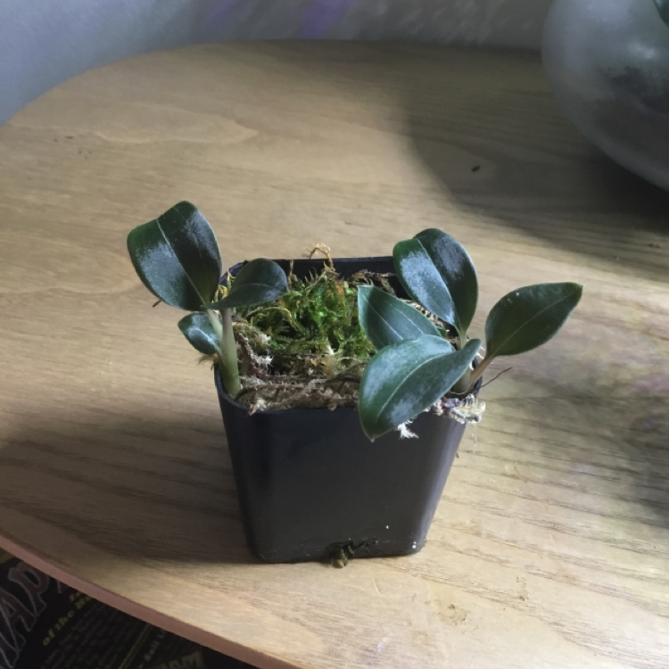 Black Velvet Jewel Orchid in a small pot with dark green leaves on a wooden surface.
