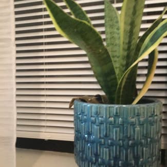 Snake Plant plant in Bloomfield, New Jersey