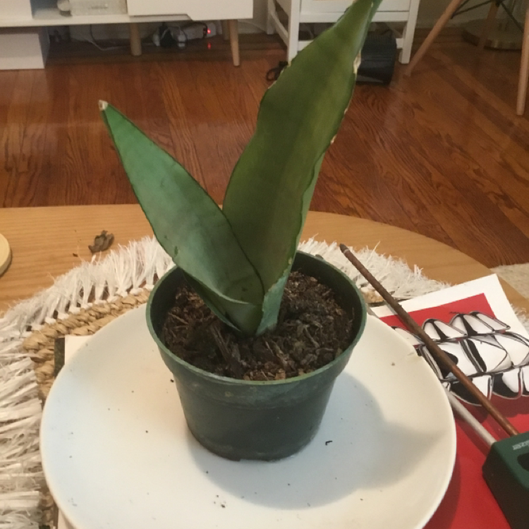 Silver Snake Plant plant photo by @BitaS2003 named Dwayne on Greg, the plant care app.