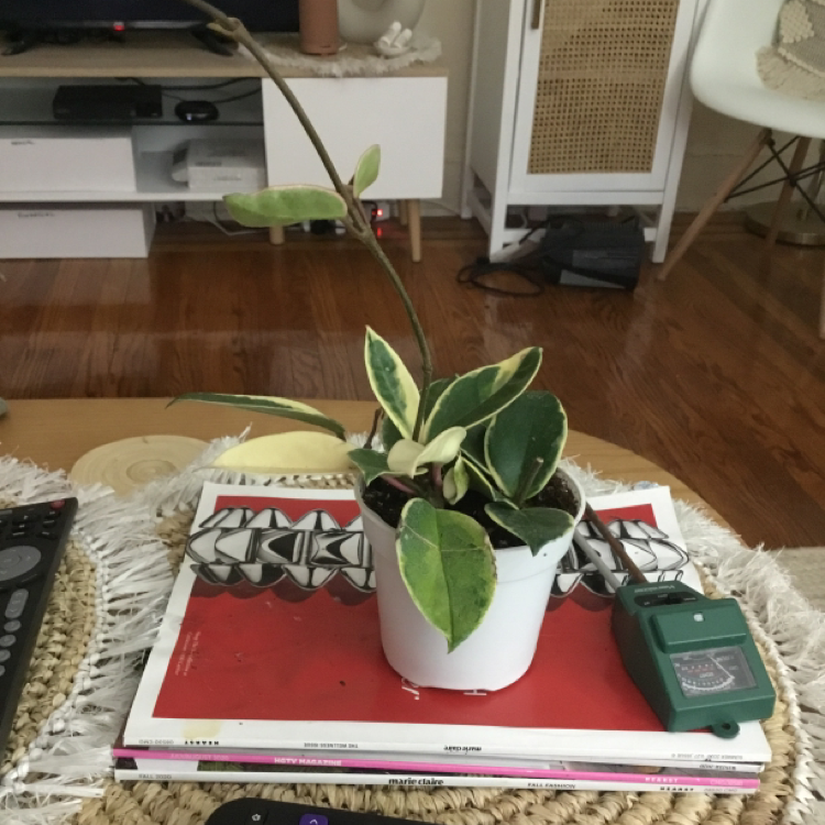 Photo of the plant species Exotic Hoya by @BitaS2003 named Your plant on Greg, the plant care app