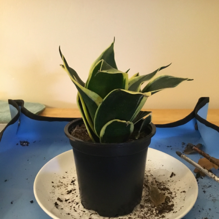 Potted Silver Snake Plant on a white plate with scattered soil.