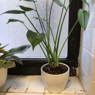 Monstera plant in Bloomfield, New Jersey