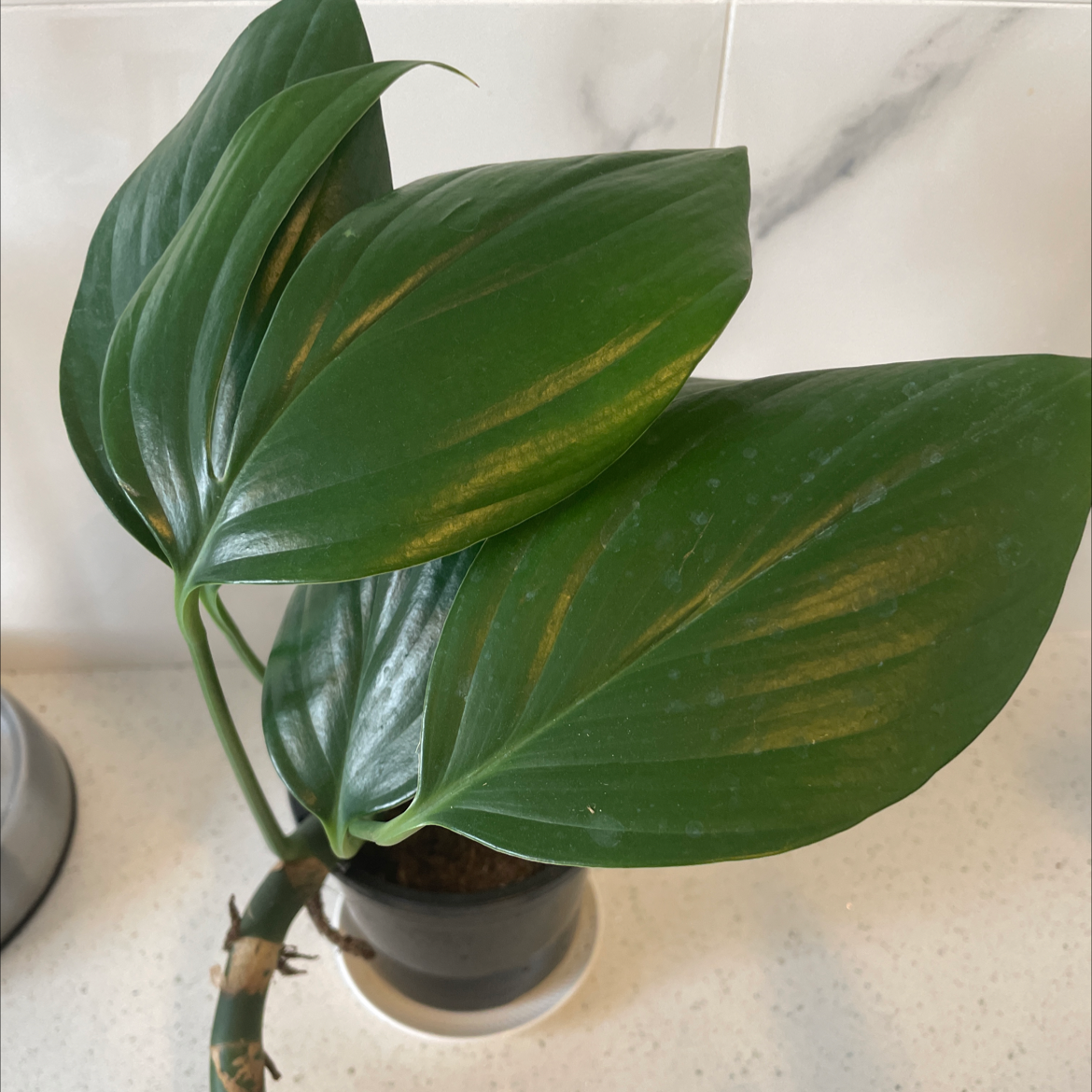 Rhaphidophora decursiva plant with large green leaves showing some yellowing, potted on a light surface.