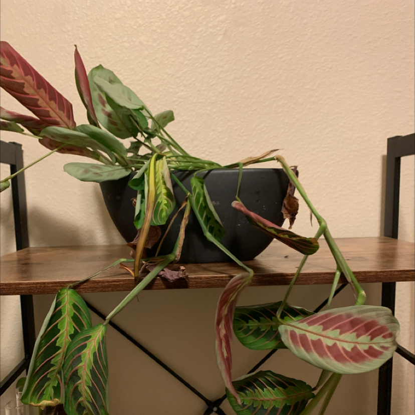 Close-up of a healthy Green Prayer Plant with large oval leaves featuring striking dark and light green patterns resembling prayer hands.