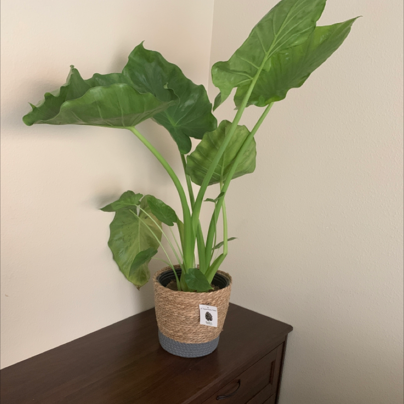 Healthy Jewel Alocasia plant in a pot on a wooden surface.