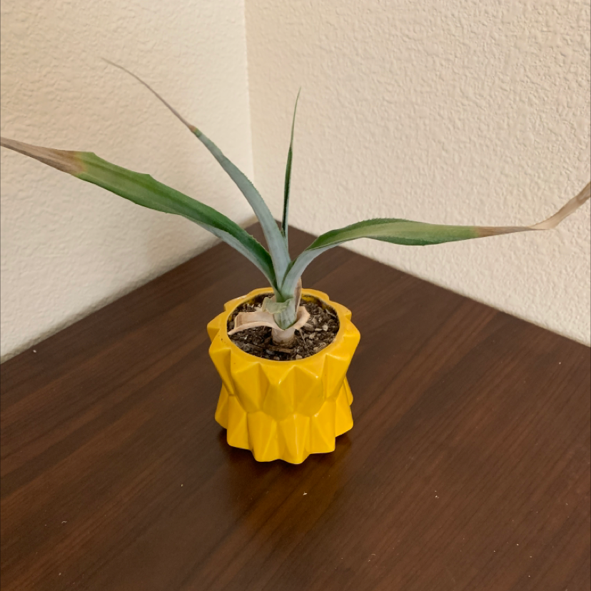 Small, healthy pineapple plant with vibrant green spiky leaves growing in a bright yellow plastic pot on a wooden surface.