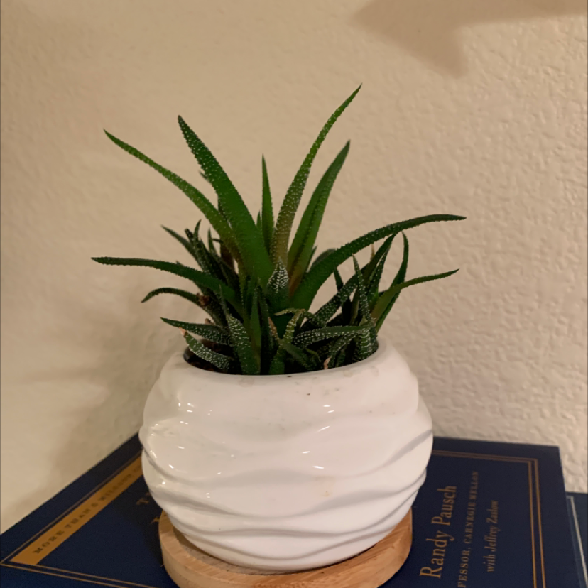 Healthy Zebra Plant in a white ribbed ceramic pot, centered on a book. The striped succulent leaves are growing in a attractive rosette.