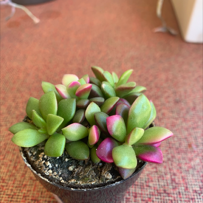 Anacampseros 'Sunrise' succulent plant in a pot with vibrant green and pink leaves.