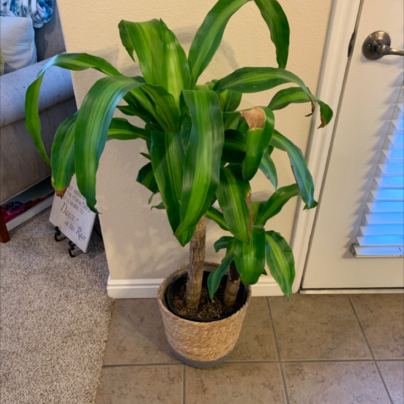 Dracaena Massangeana plant in a pot indoors with slight browning on one leaf.