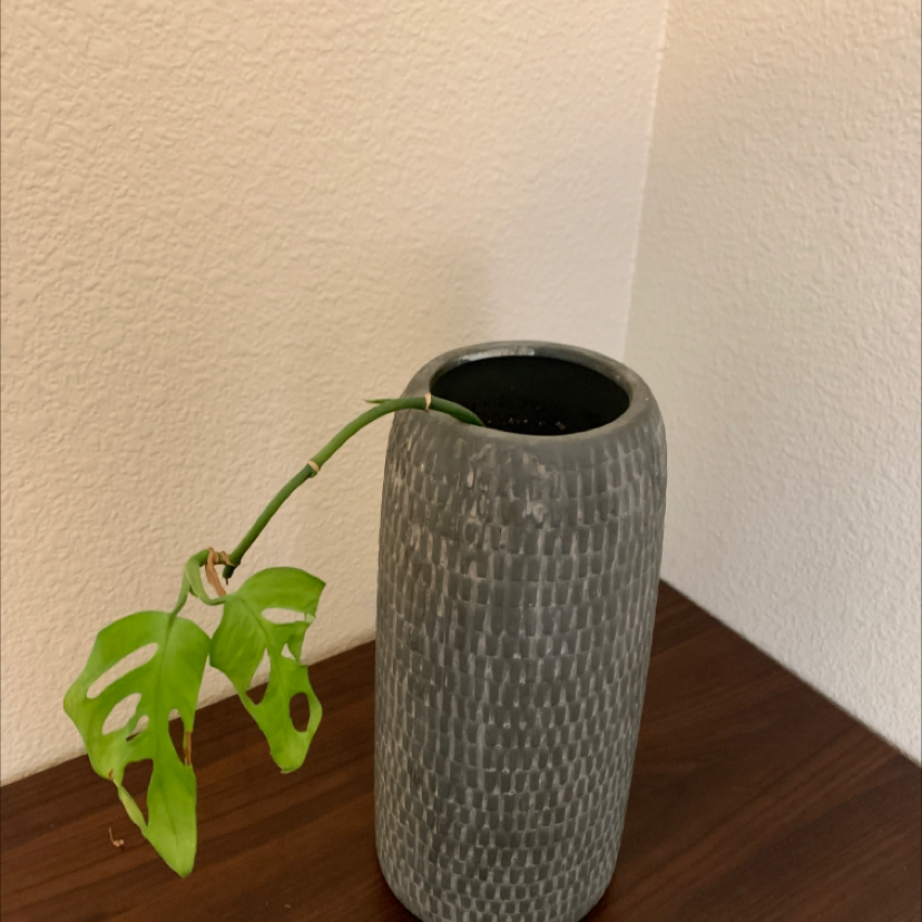 Swiss Cheese Vine (Monstera adansonii) in a gray vase with healthy leaves.