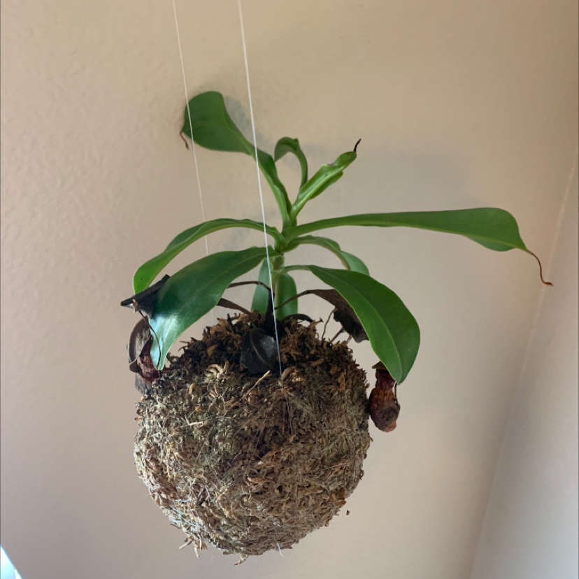 Tropical Pitcher Plant in a hanging moss ball with some browning leaves and dry pitchers.
