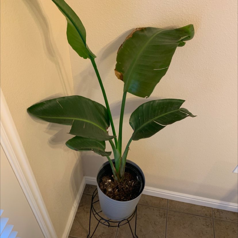 A healthy young White Bird of Paradise plant in a white ceramic pot, with vibrant green leaves showing only slight browning.
