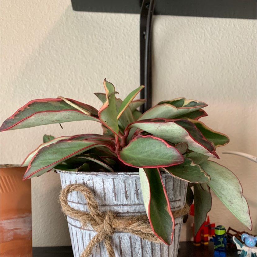 Potted Jelly Plant with green leaves edged in red, placed on a shelf.