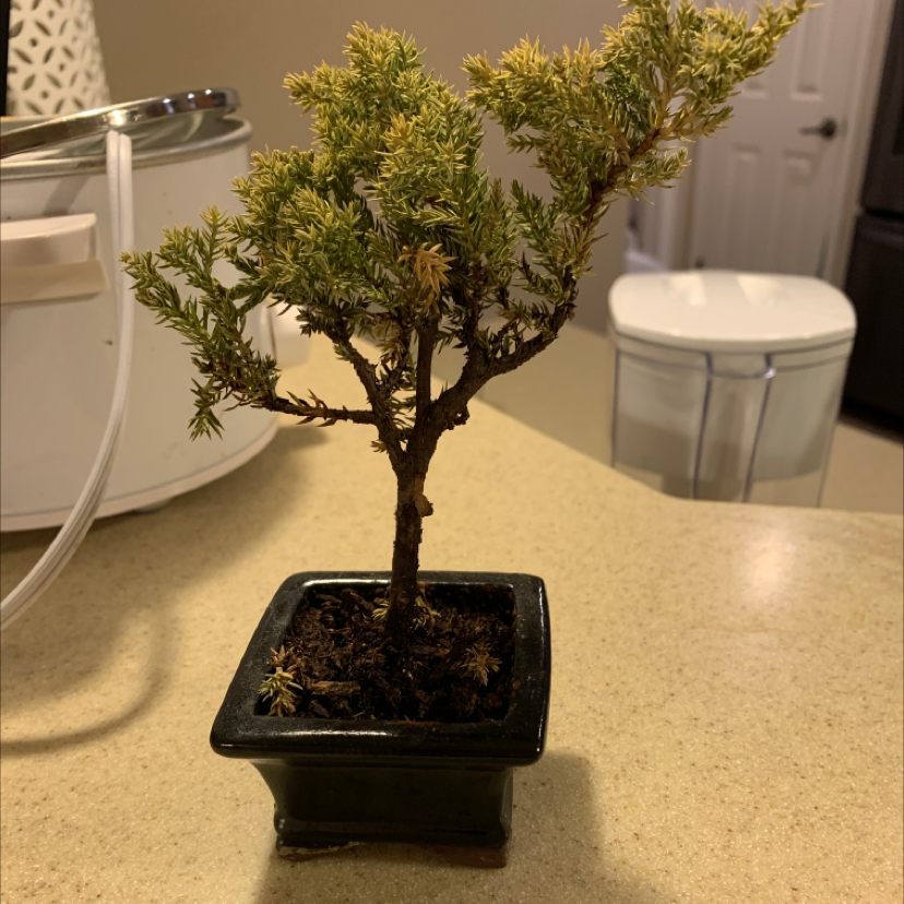 Sargent Juniper plant in a black pot with some yellowing and browning needles.