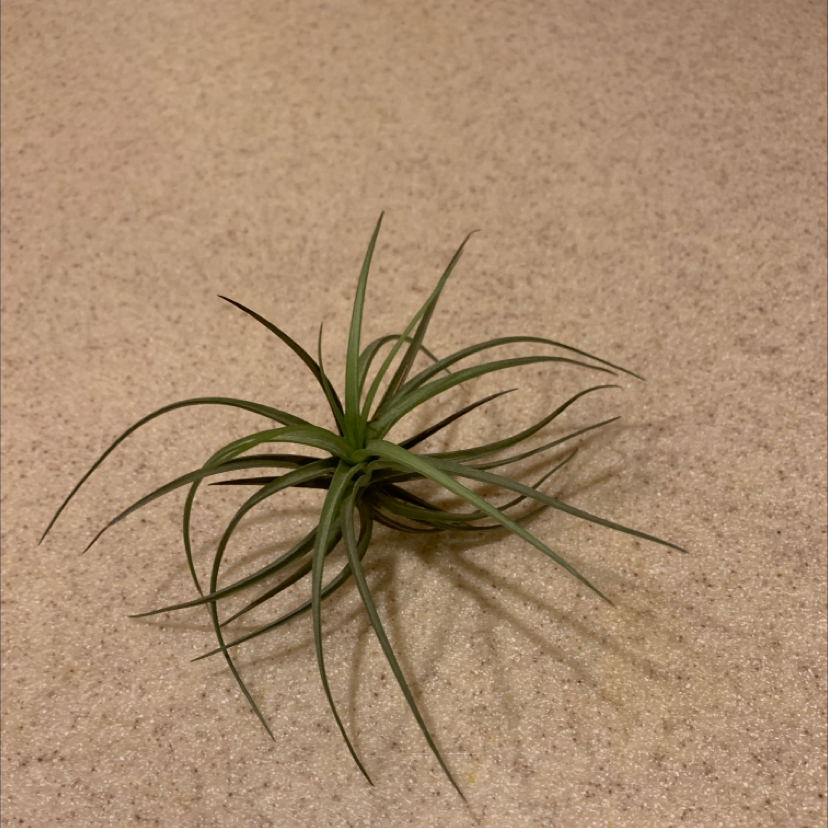 Photo of the plant species Fishbone Air Plant by @BlondeMike named Spintill on Greg, the plant care app