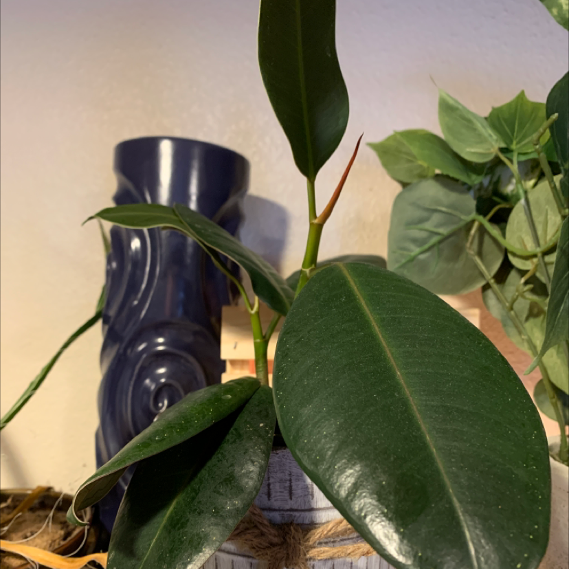 Close-up of healthy, glossy rubber plant leaves in a blue pot, with a hand gently holding one leaf.