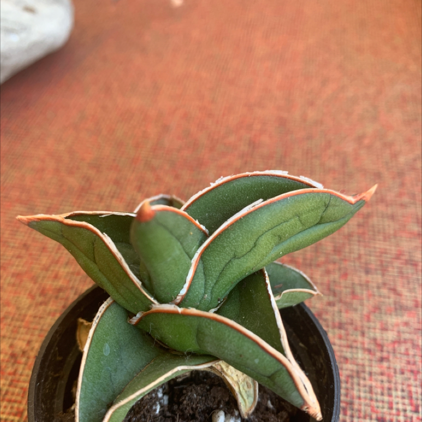 Samurai Dwarf Snake Plant in a small pot with green leaves and white edges.