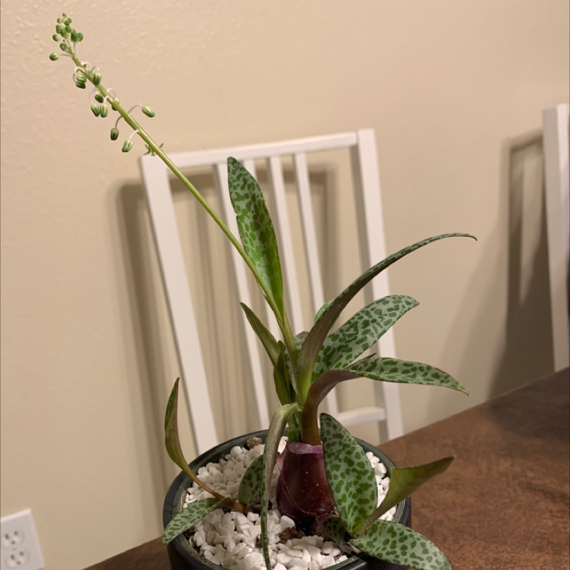 Silver Squill plant in a pot with white pebbles, featuring green leaves with dark spots and a tall flowering stalk.