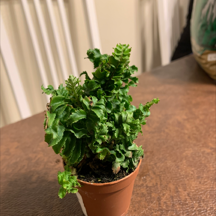 black dots on fern leaves