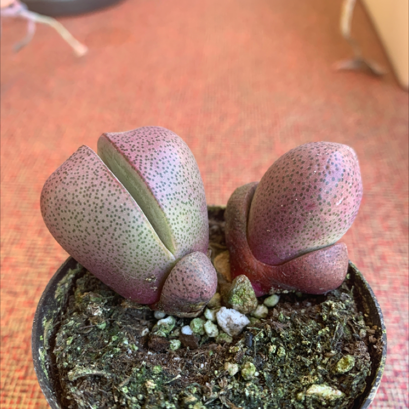 Royal Flush Split Rock plant in a small pot with visible soil, well-framed and in focus.