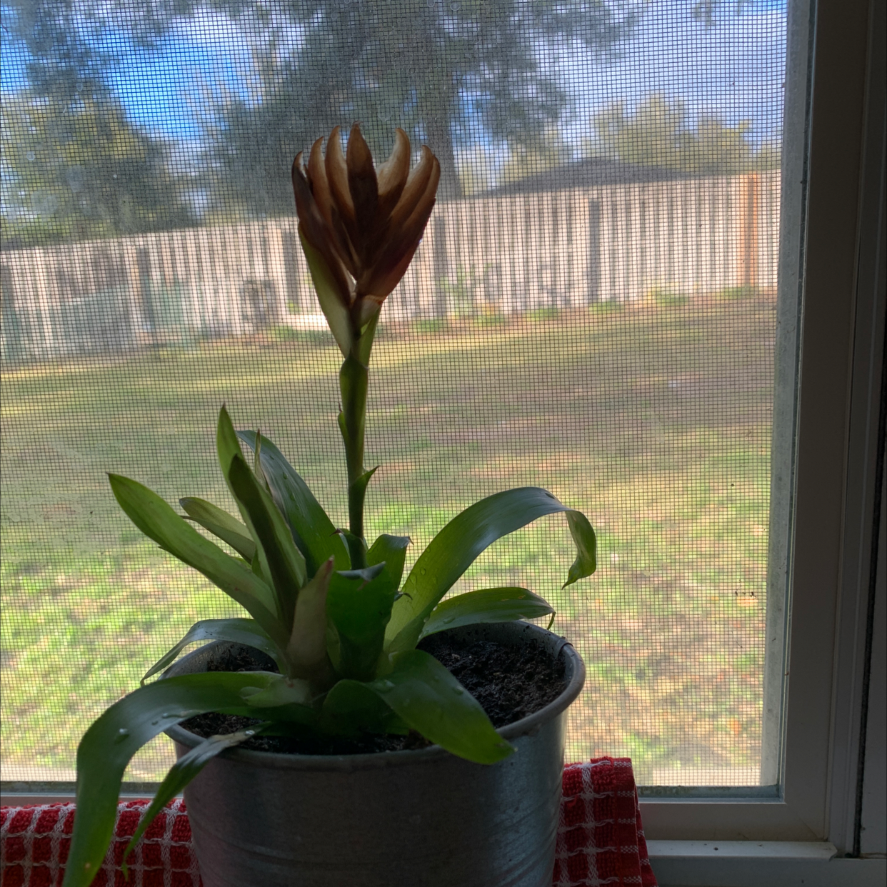 Potted Flaming Sword plant on a windowsill with visible soil and healthy leaves.