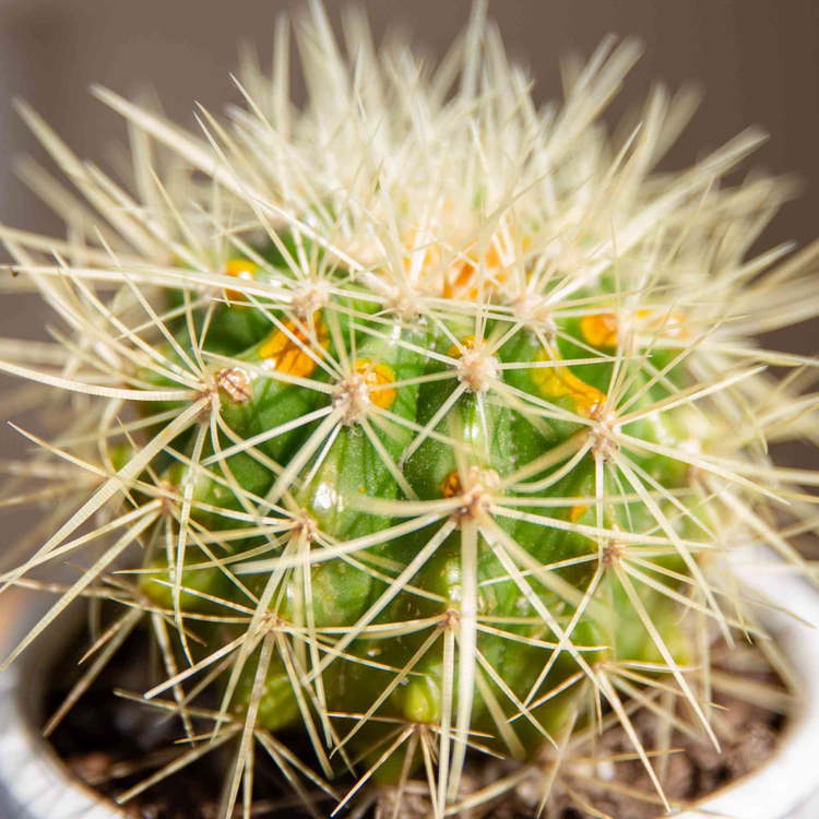 Golden Barrel Cactus plant photo by @brainabsence named steven on Greg, the plant care app.