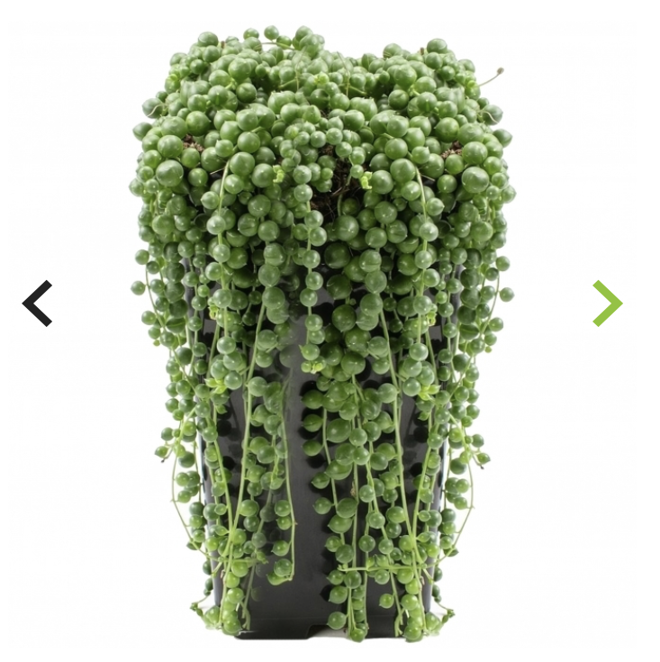 String of Pearls plant photo by @brainabsence named Osmo on Greg, the plant care app.