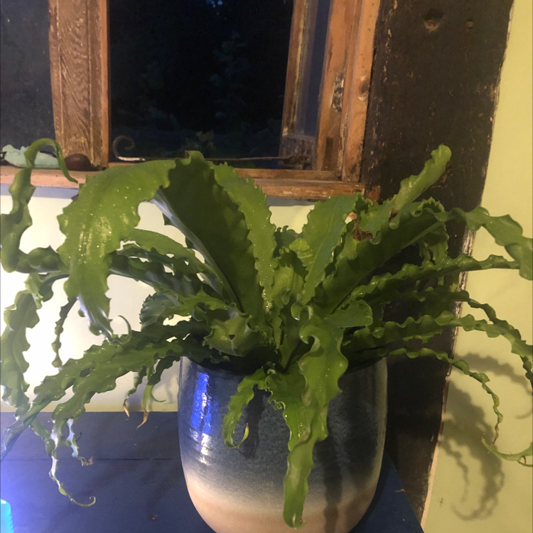 Bird's Nest Fern plant photo by @brainabsence named fern on Greg, the plant care app.