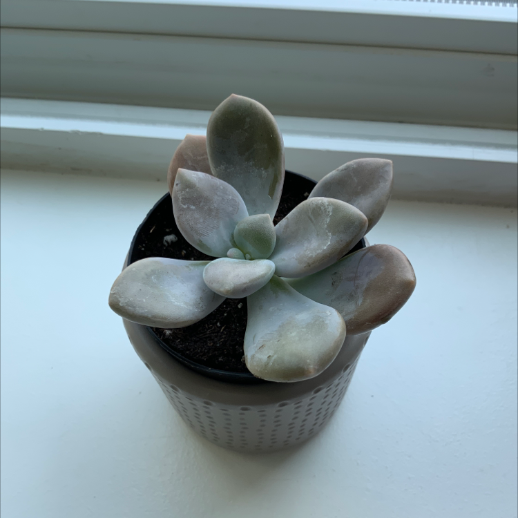 Potted Graptopetalum 'Murasaki' succulent on a windowsill with some leaf discoloration.