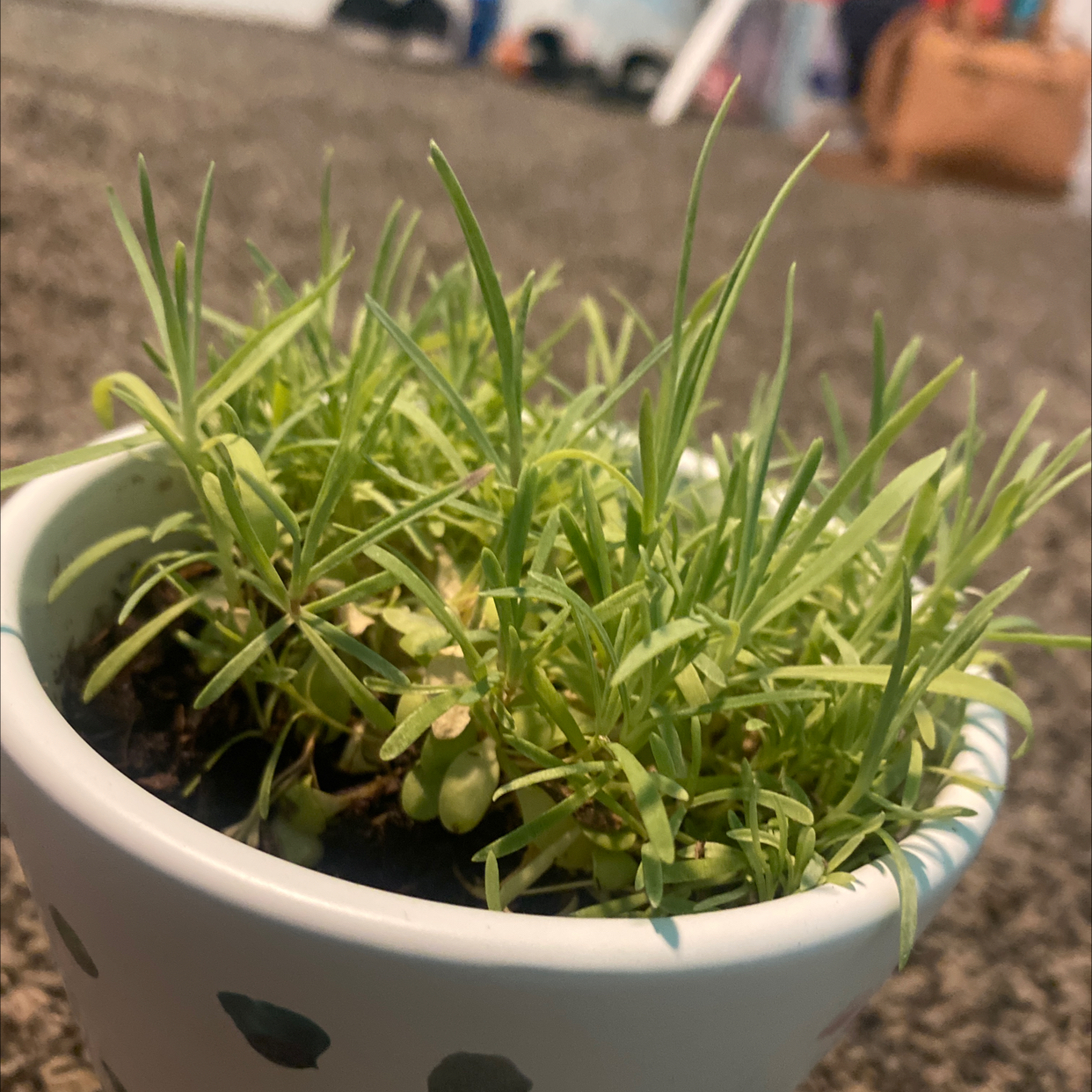 Border Carnation plant photo by @Esbeydy01 named Donald on Greg, the plant care app.