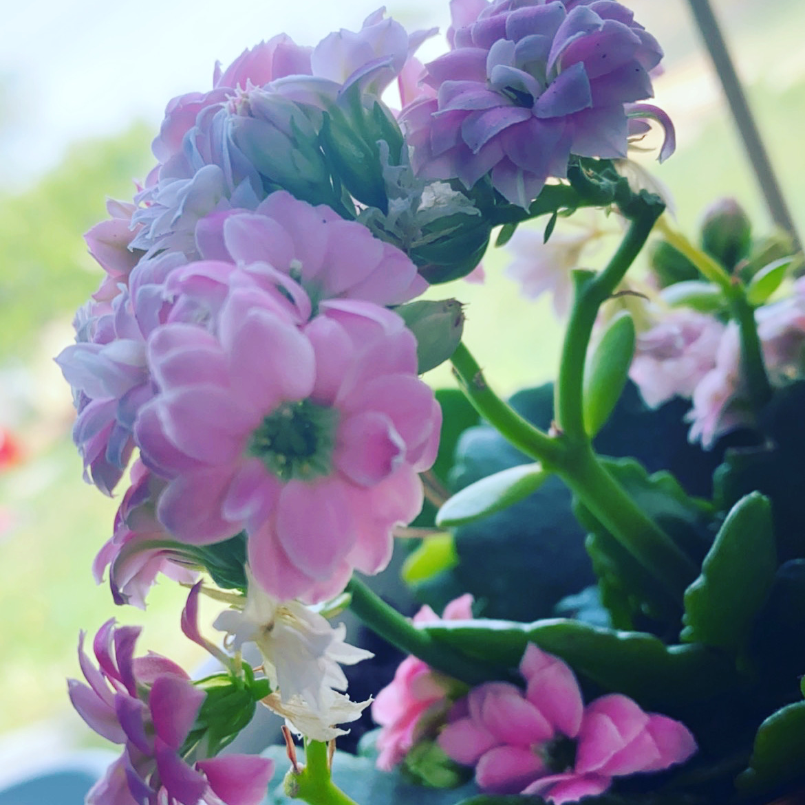 Florist Kalanchoe plant photo by @Esbeydy01 named Chloe on Greg, the plant care app.