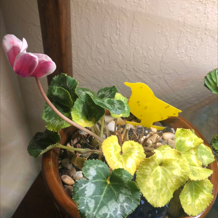 Potted Persian Cyclamen with variegated leaves showing slight yellowing and vibrant pink and yellow flowers, with a hand pointing out blooms.
