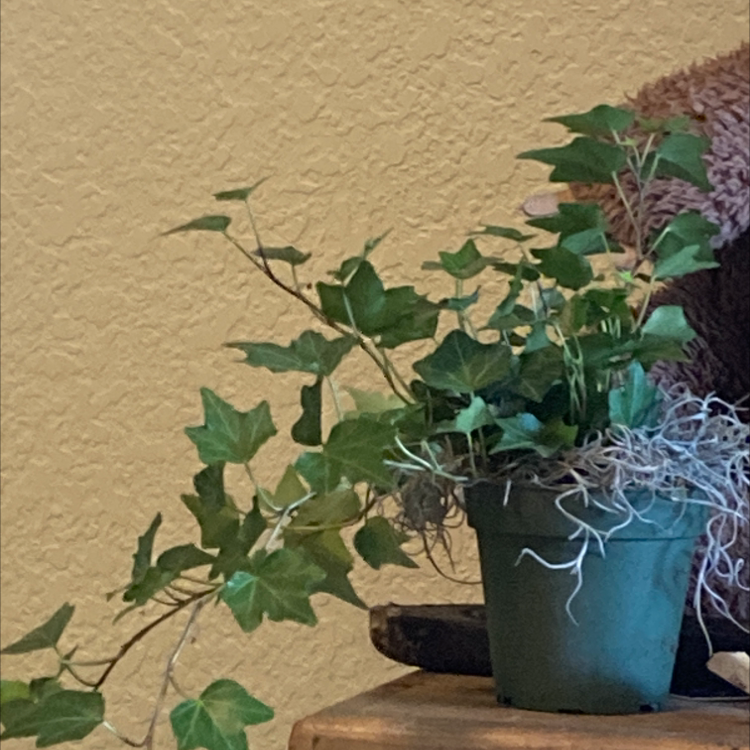 English Ivy plant photo by @Tristanxmarie named Sahara on Greg, the plant care app.