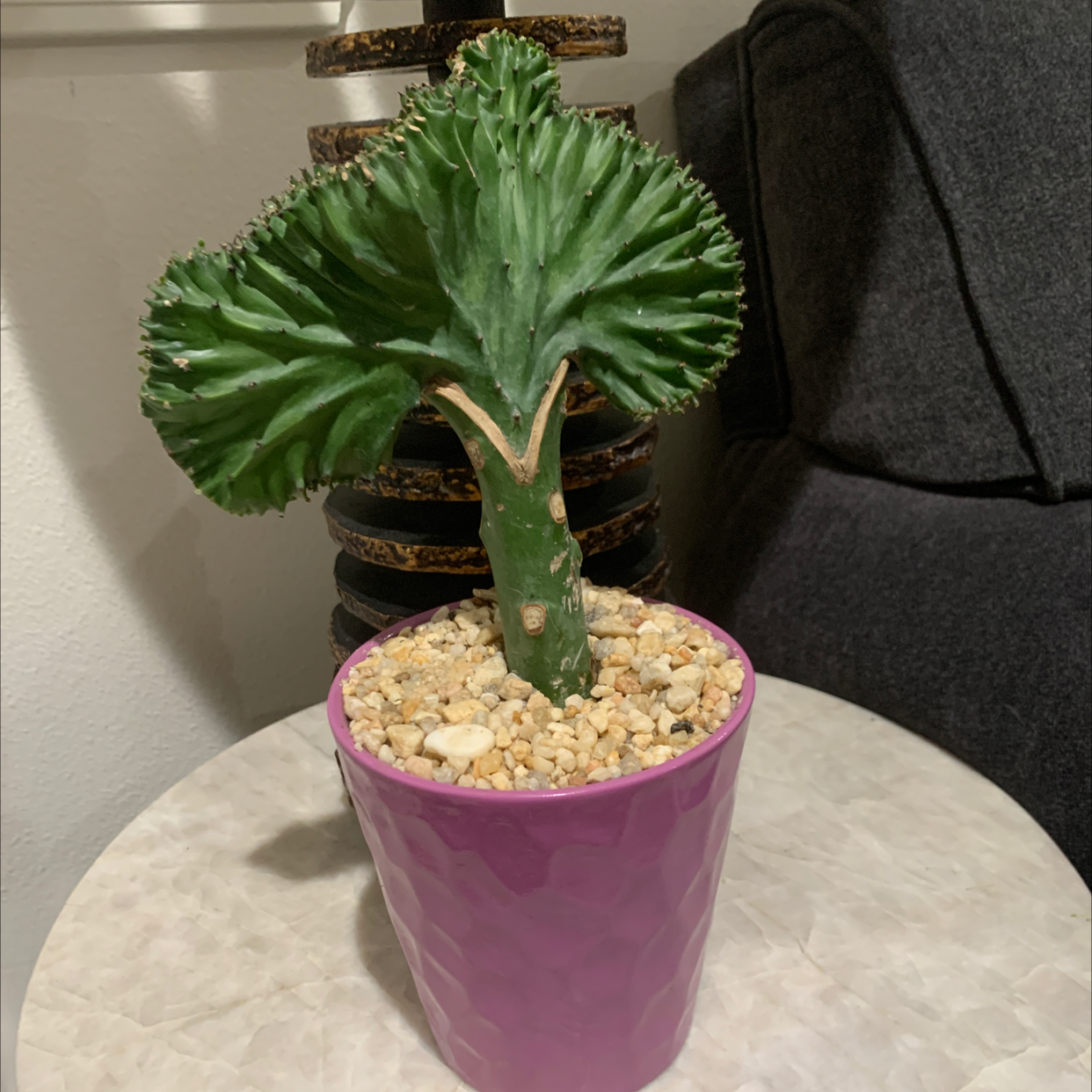 Candelabra Cactus in a pink pot with pebbles on the soil surface.