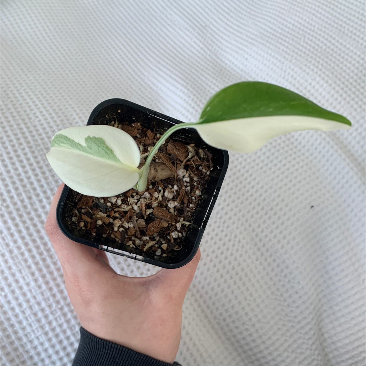 Variegated Monstera plant with two leaves in a black pot, held by a hand.