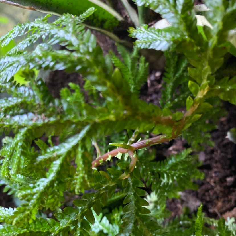 Photo of the plant species Kawaka by Elva named Green Spleenwort on Greg, the plant care app