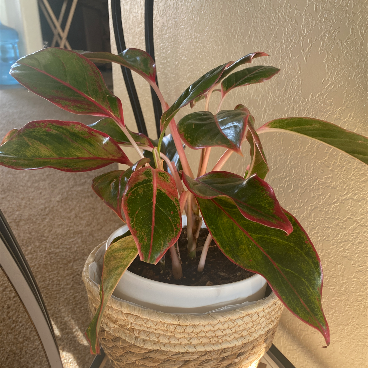 Chinese Evergreen plant photo by @jeannieh named Ching on Greg, the plant care app.