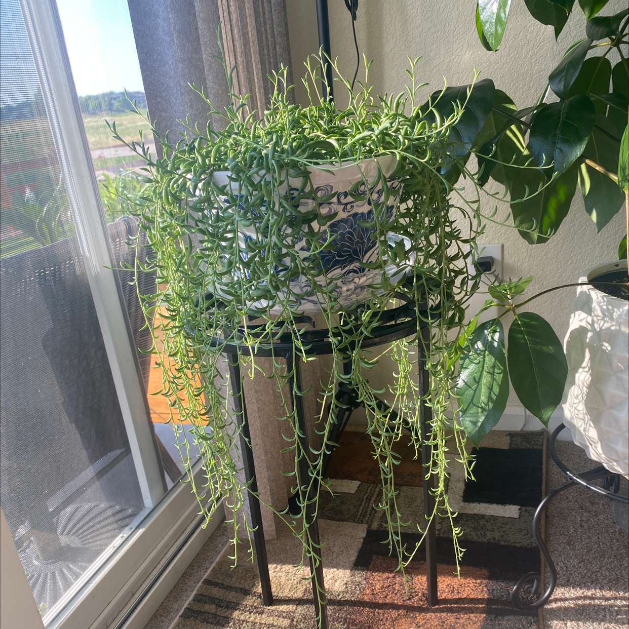 String of Bananas plant photo by @jeannieh named Rihanna on Greg, the plant care app.