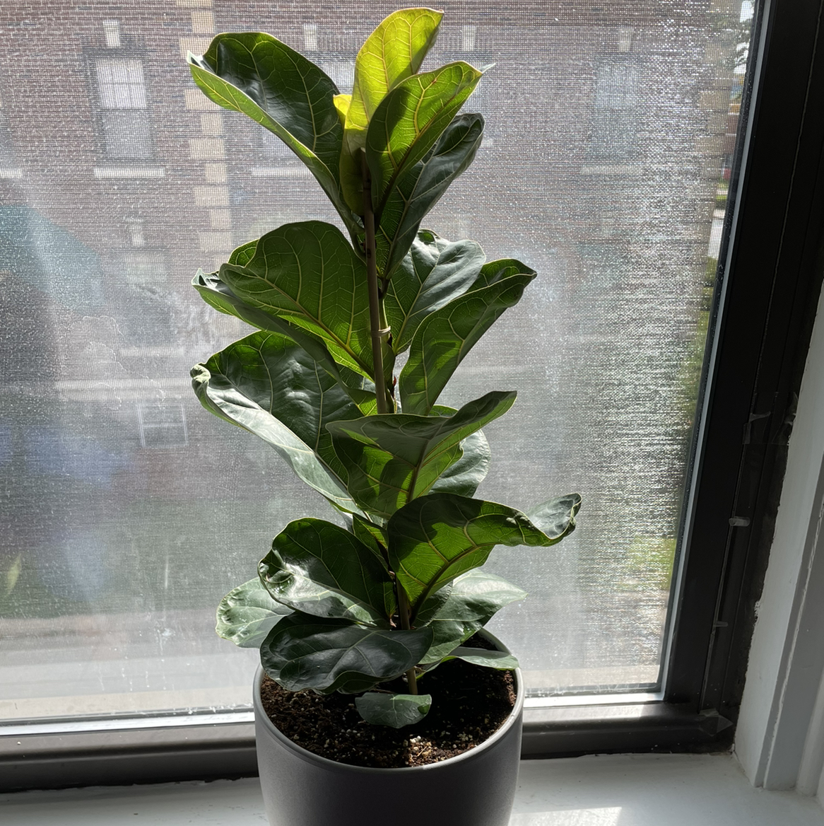Fiddle Leaf Fig plant photo by @BrandonG named Athena on Greg, the plant care app.