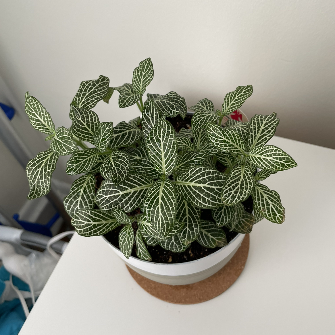Nerve Plant plant photo by @BrandonG named Maya on Greg, the plant care app.