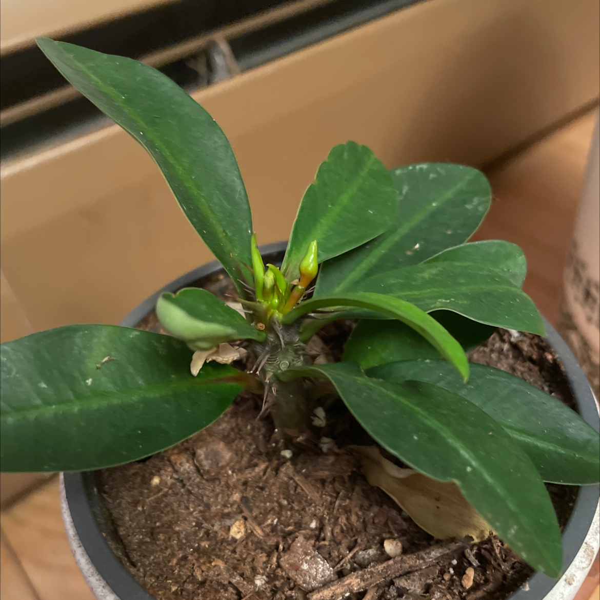Healthy Crown of Thorns plant with thick green leaves and emerging flower bud, potted in soil.
