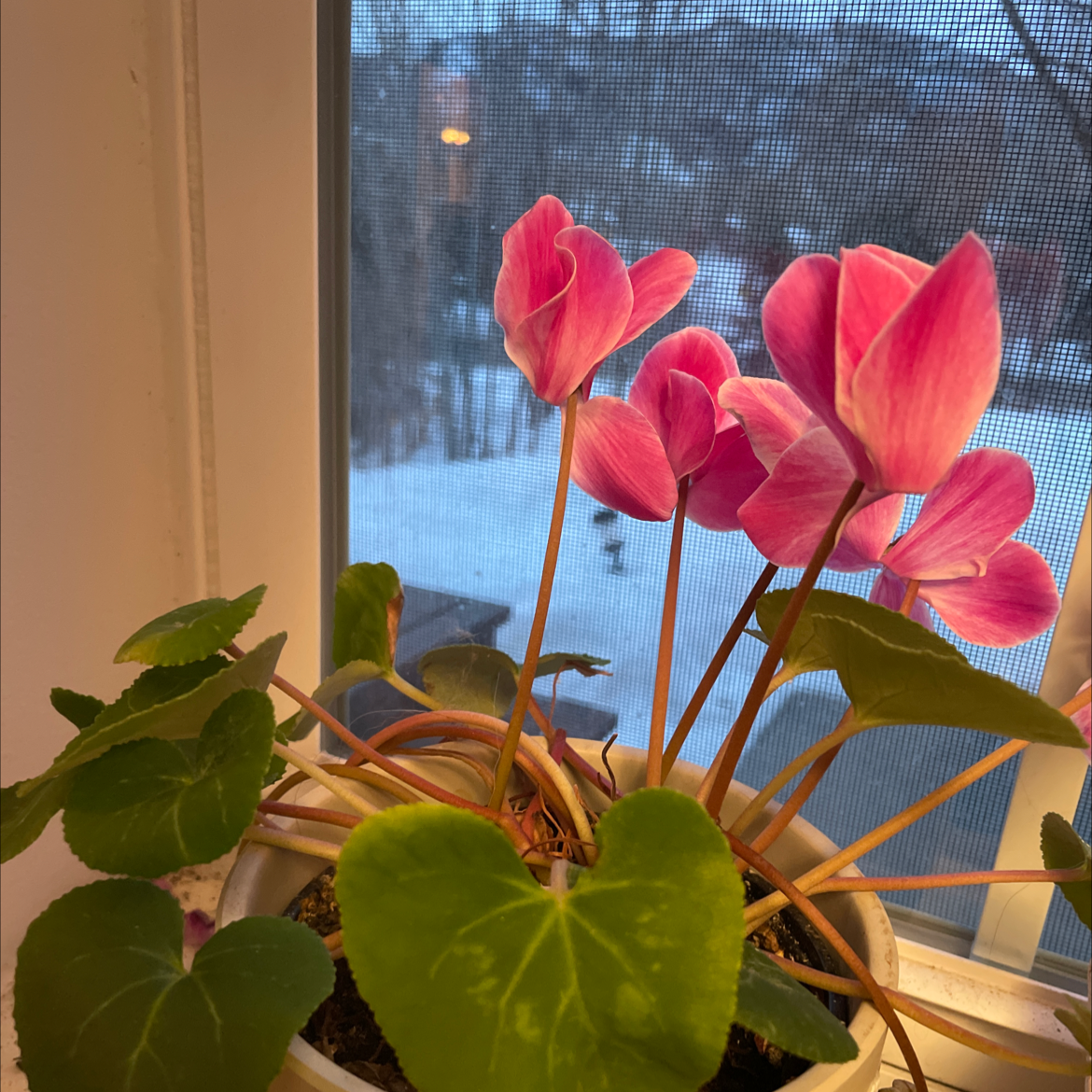 A thriving potted Persian Cyclamen with vibrant pink flowers and healthy green leaves, situated in a snowy window.
