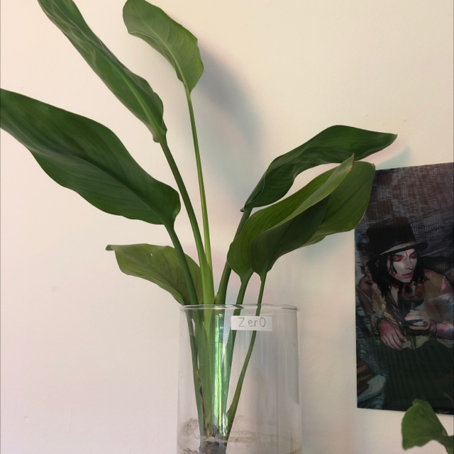 Bird of Paradise plant photo by @KeikoNatsumii named Zer0 on Greg, the plant care app.