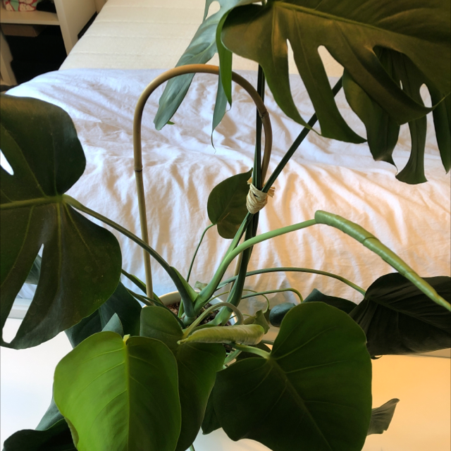 Monstera plant photo by @KeikoNatsumii named Shinichi on Greg, the plant care app.