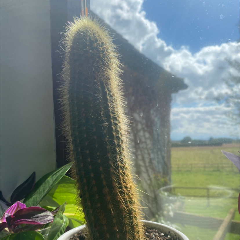 Peruvian Old Man Cactus in a pot by a window with a view of the outdoors.