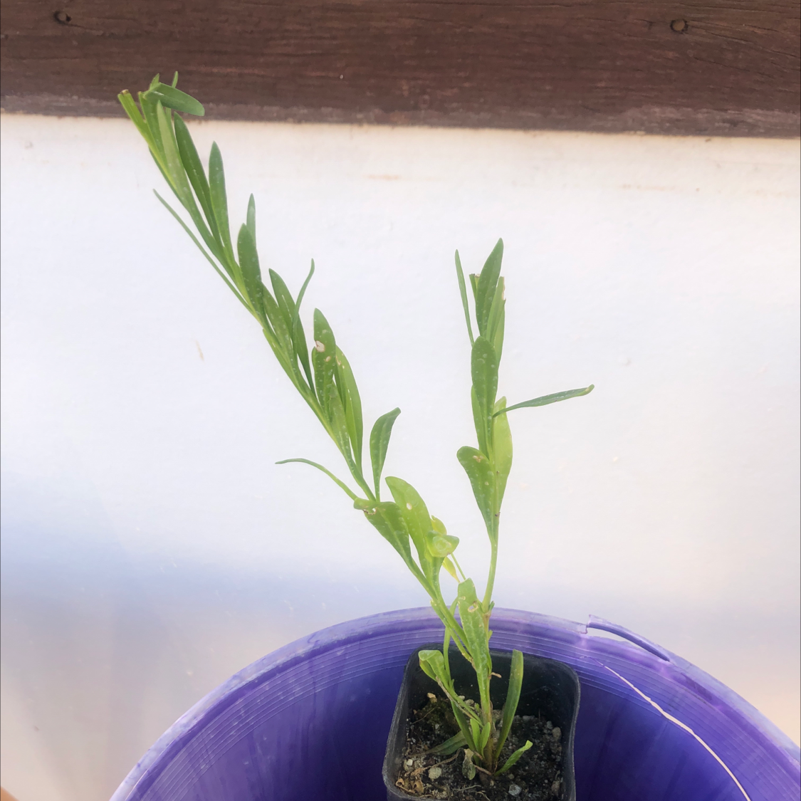 Young Lindheimer's Beeblossom plant in a small pot with green leaves.