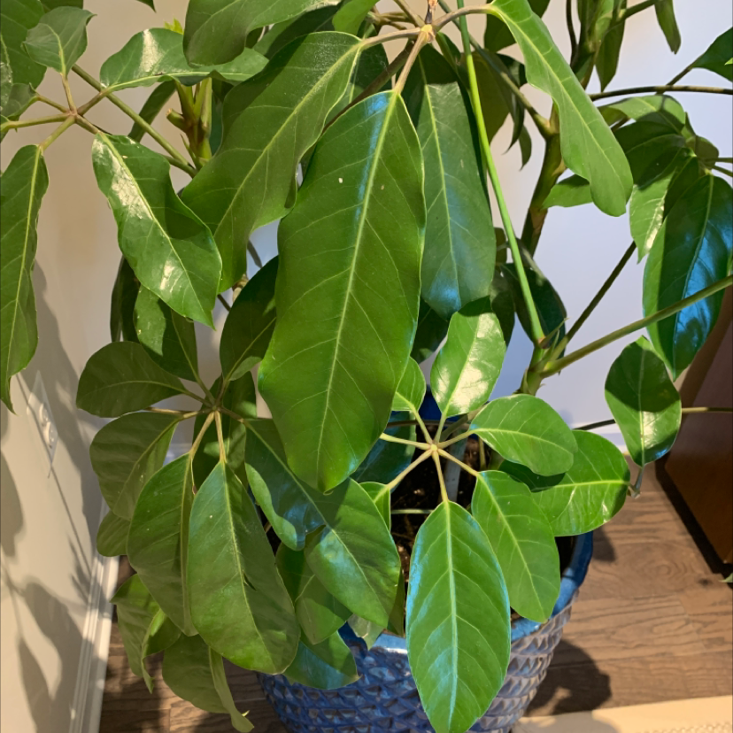 Umbrella Tree plant photo by Bethany named Destiny on Greg, the plant care app.