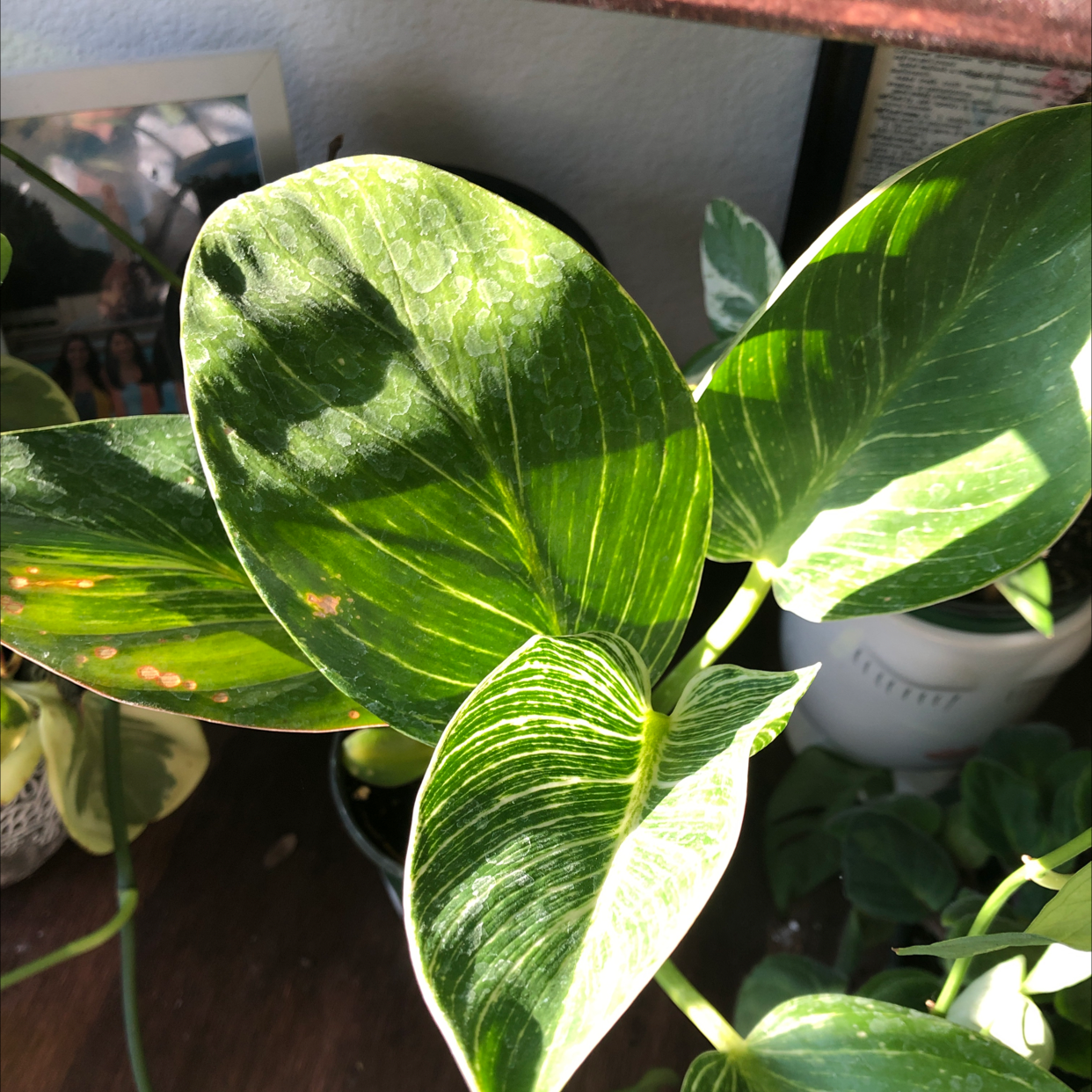 Philodendron Birkin with variegated leaves, well-lit and healthy.