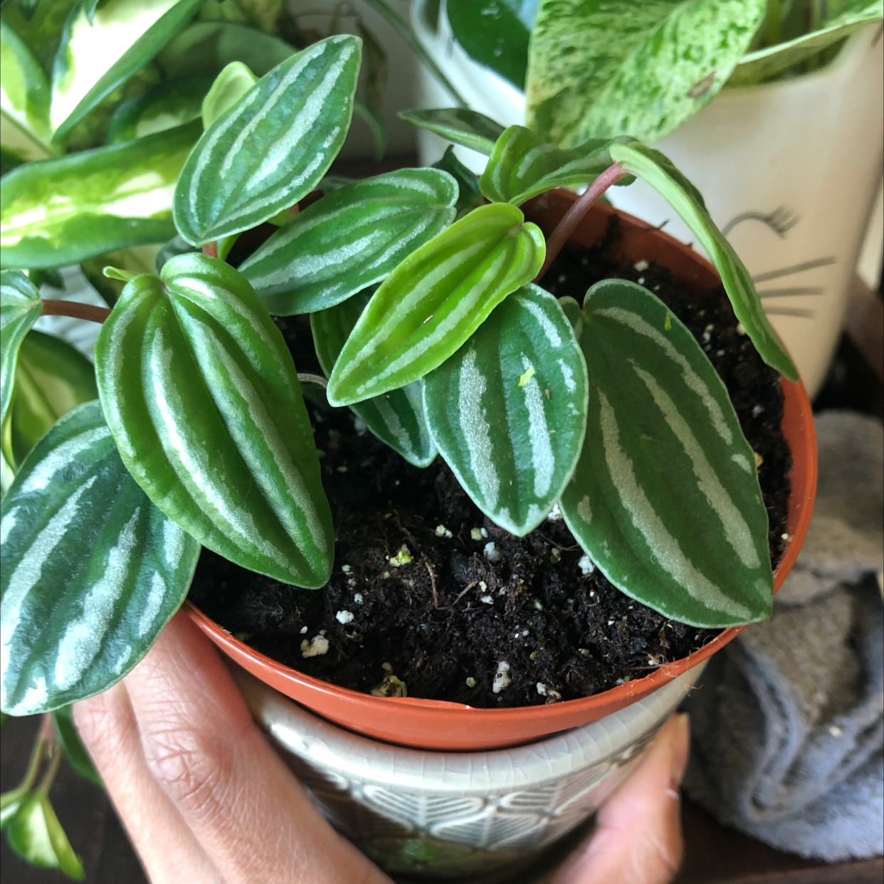 Watermelon Peperomia plant in a pot with vibrant green and white striped leaves.