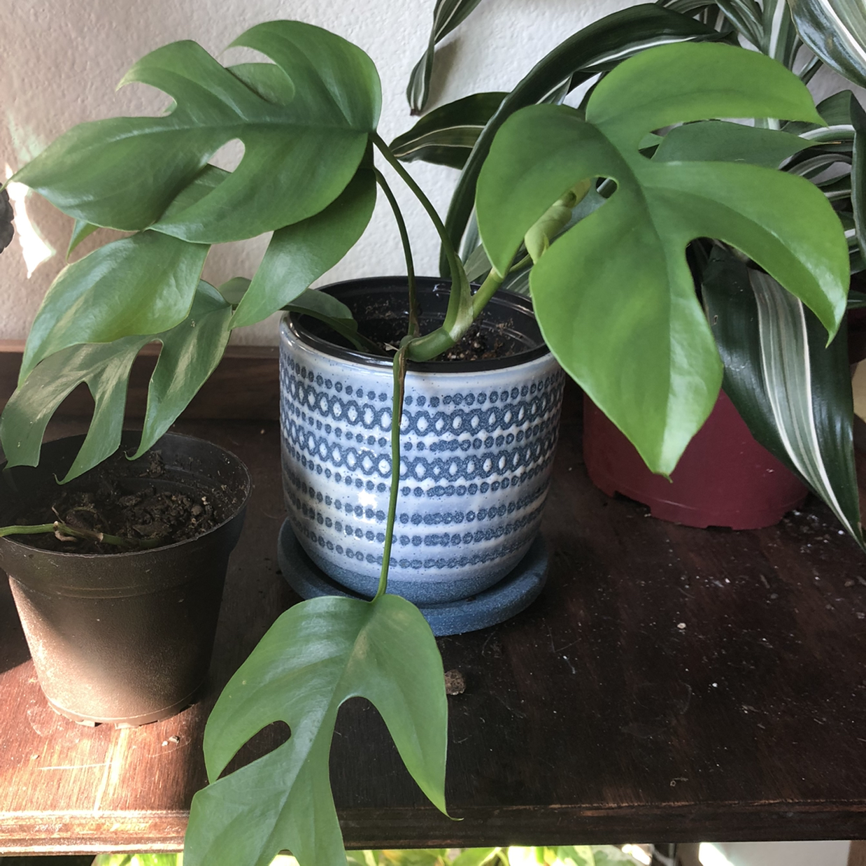 Mini Monstera plant in a decorative pot with vibrant green leaves, well-framed and in focus.